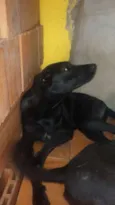 Pretinha