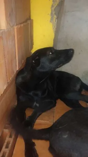 Cachorro raça indefinida idade 1 ano nome Pretinha