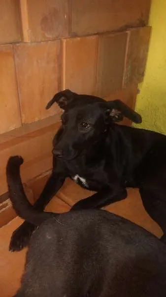 Cachorro ra a indefinida idade 1 ano nome Pretinha