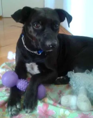 Cachorro raça SRD idade  nome Jimmy Hendrix