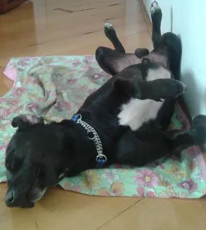 Cachorro ra a SRD idade  nome Jimmy Hendrix