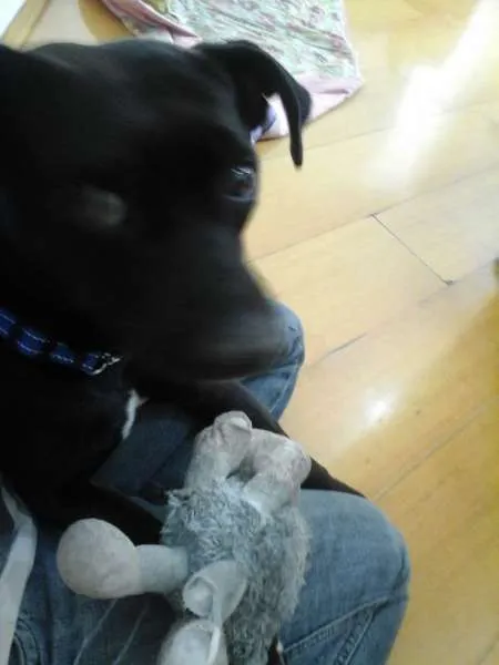 Cachorro ra a SRD idade  nome Jimmy Hendrix