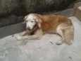 Cachorro raça Golden Retriever idade 6 ou mais anos nome Godah