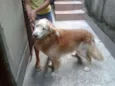 Cachorro raça Golden Retriever idade 6 ou mais anos nome Godah