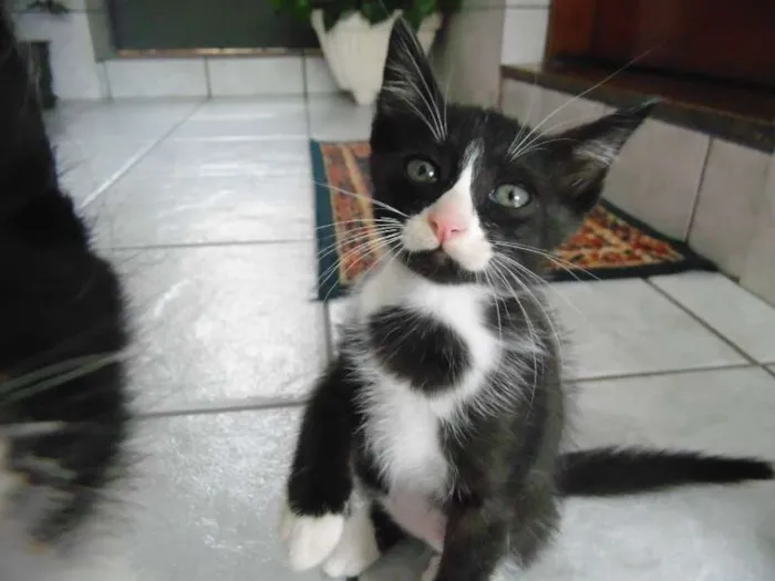 Gato ra a Pelo curto brasileiro idade 2 a 6 meses nome Safira