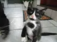 Safira