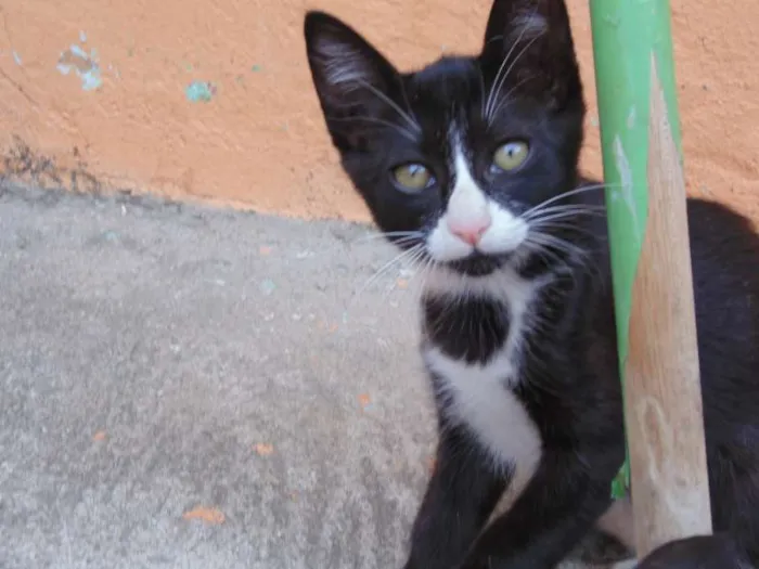 Gato ra a Pelo curto brasileiro idade 2 a 6 meses nome Safira