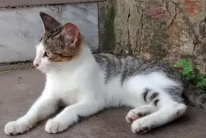 Gato raça sem raça idade 2 a 6 meses nome sem nome