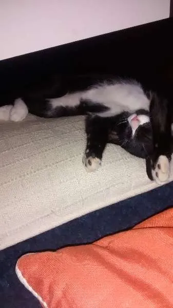 Gato ra a Pelo curto brasileiro idade 2 a 6 meses nome Safira