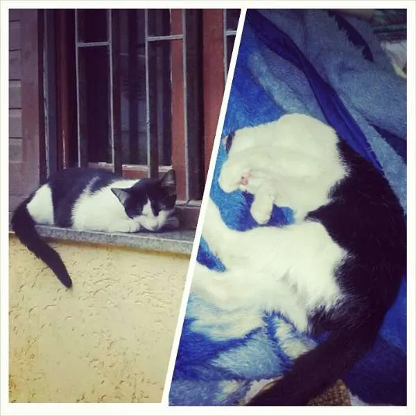 Gato ra a Vira-lata idade 2 a 6 meses nome Sem nome
