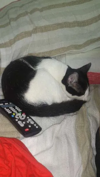 Gato ra a Vira-lata idade 2 a 6 meses nome Sem nome