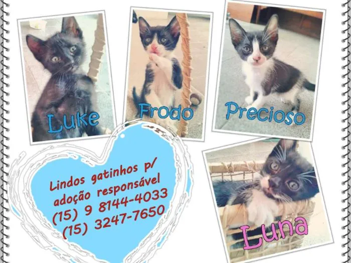 Gato ra a SRD idade 2 a 6 meses nome Frodo, Precioso, Lu