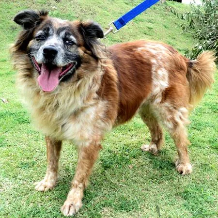 Cachorro ra a SRD idade 6 ou mais anos nome Benji