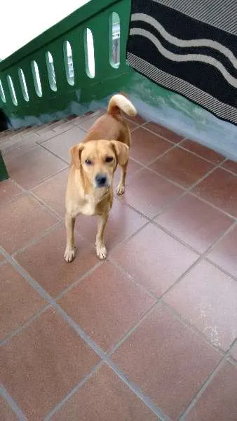 Cachorro ra a SRD idade 3 anos nome Rosquinha