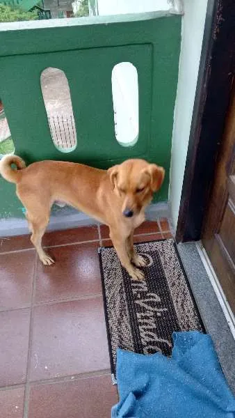 Cachorro ra a SRD idade 3 anos nome Rosquinha