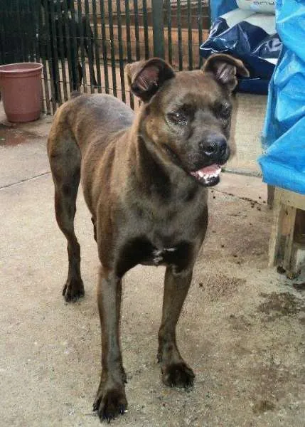 Cachorro ra a SRD idade 6 ou mais anos nome Catito