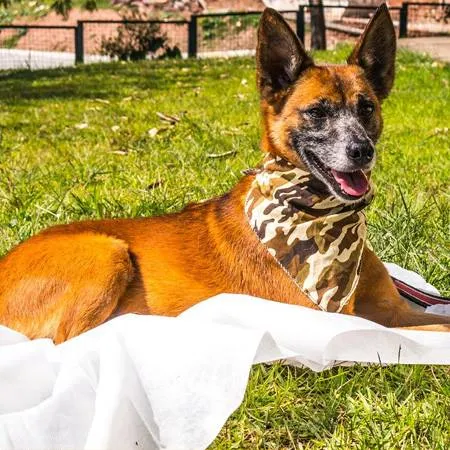 Cachorro ra a SRD idade 6 ou mais anos nome Cido