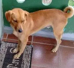 Cachorro ra a SRD idade 3 anos nome Rosquinha