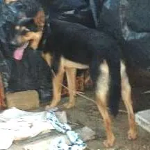 Cachorro raça  idade 1 ano nome BOB