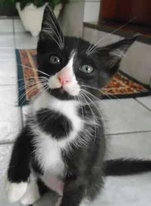 Gato raça Pelo curto brasileiro idade 2 a 6 meses nome Safira