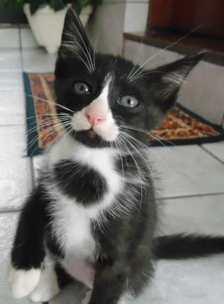 Gato ra a Pelo curto brasileiro idade 2 a 6 meses nome Safira