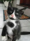 Safira