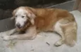 Cachorro raça Golden Retriever idade 6 ou mais anos nome Godah
