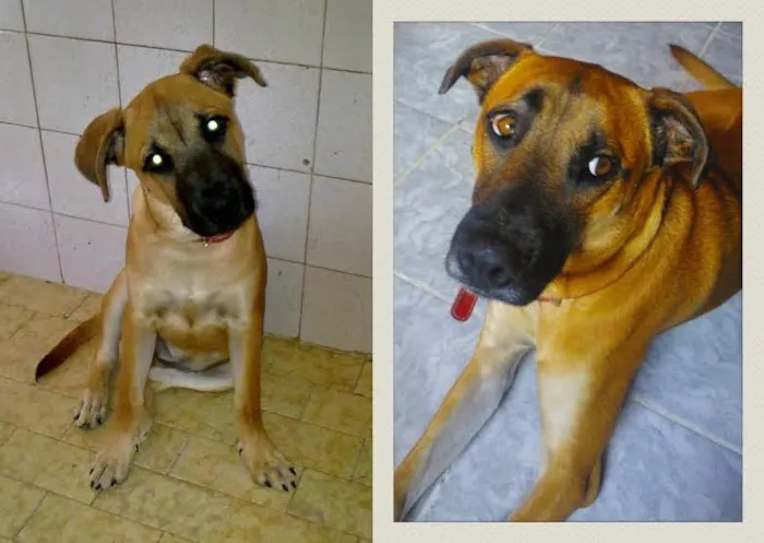 Cachorro ra a SRD idade 5 anos nome Minie