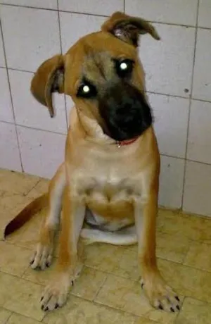 Cachorro raça SRD idade 5 anos nome Minie