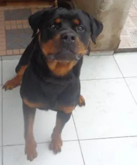Cachorro ra a Rottweiler idade  nome THOR