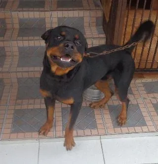 Cachorro ra a Rottweiler idade  nome THOR