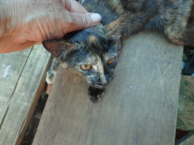 Gato ra a srd idade 2 a 6 meses nome Sissi