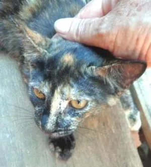 Gato raça srd idade 2 a 6 meses nome Sissi