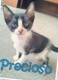 Gato raça SRD idade 2 a 6 meses nome Frodo, Precioso, Lu