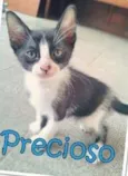 Frodo, Precioso, Lu