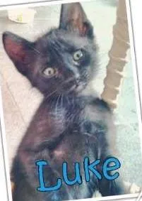 Gato ra a SRD idade 2 a 6 meses nome Frodo, Precioso, Lu