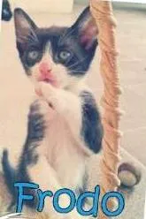 Gato ra a SRD idade 2 a 6 meses nome Frodo, Precioso, Lu