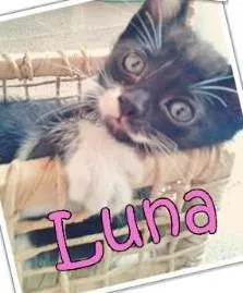 Gato ra a SRD idade 2 a 6 meses nome Frodo, Precioso, Lu