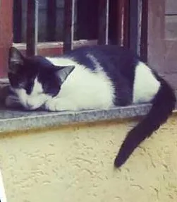 Gato ra a Vira-lata idade 2 a 6 meses nome Sem nome