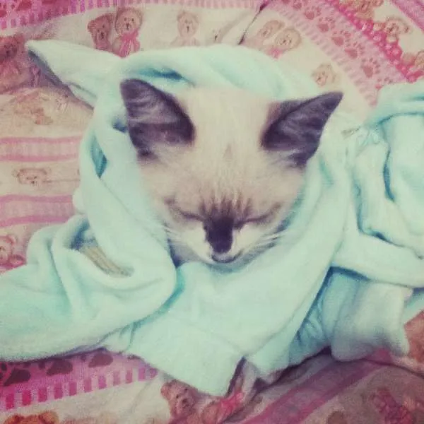 Gato ra a siamês (mistura) idade 2 a 6 meses nome lindinha
