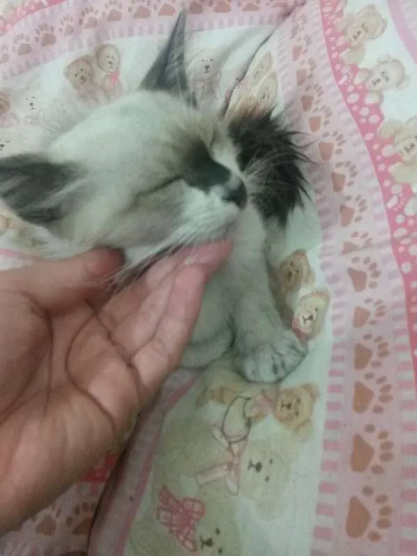 Gato ra a siamês (mistura) idade 2 a 6 meses nome lindinha