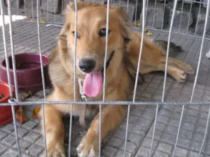 Cachorro raça SRD idade 7 a 11 meses nome Mel