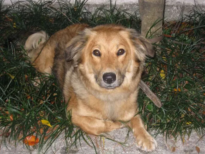 Cachorro ra a SRD idade 7 a 11 meses nome Mel