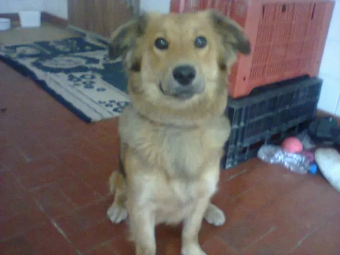 Cachorro ra a SRD idade 7 a 11 meses nome Mel