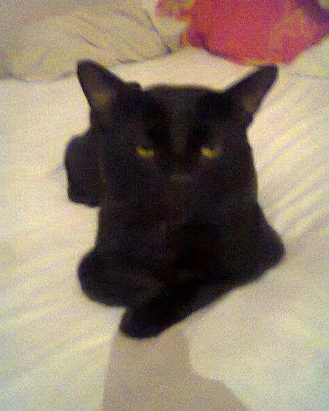 Gato raça  idade  nome PRETO