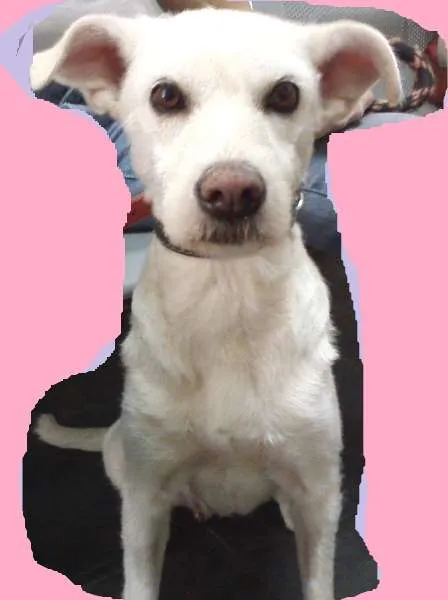Cachorro ra a SRD idade 2 anos nome BRANCA