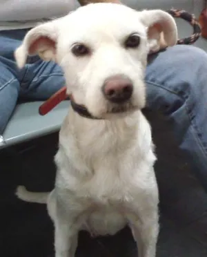 Cachorro raça SRD idade 2 anos nome BRANCA