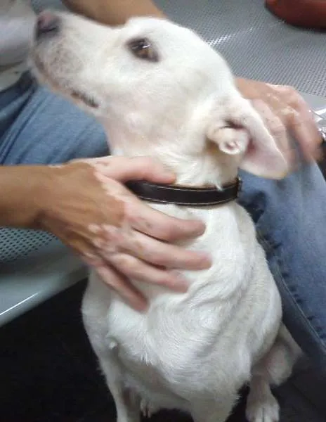 Cachorro ra a SRD idade 2 anos nome BRANCA