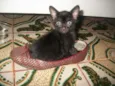 gato