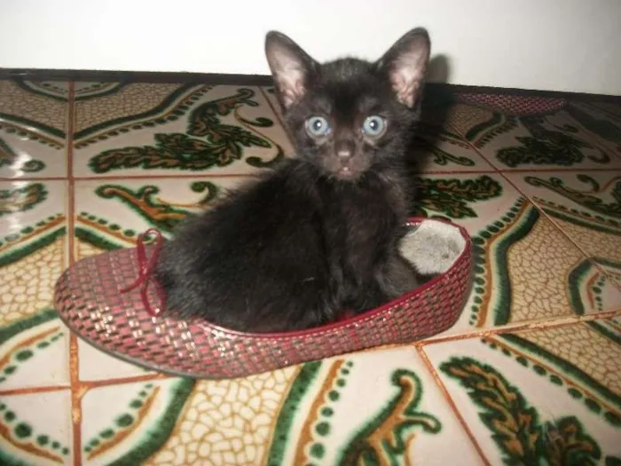 Gato ra a SRD idade 2 a 6 meses nome gato